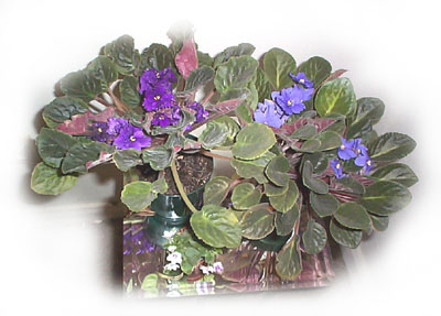 Image of African violets
