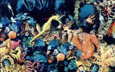 ocean