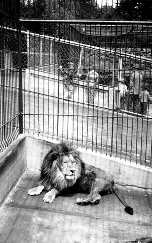 lion_in_cage.jpg