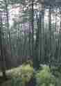 Picture of forest