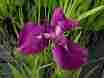 Picture of Japanese Iris