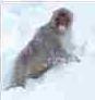 Picture of Snow monkey