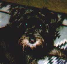Bixby