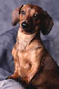 Brutus