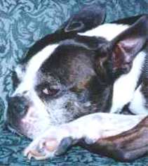 Buster