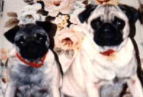 Chloe & Pugslee / The former URL is no longer valid!