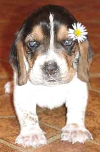 Daisy