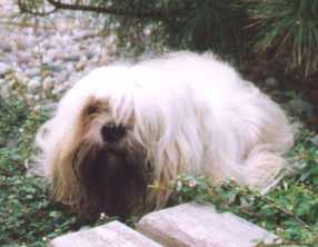 Dorje