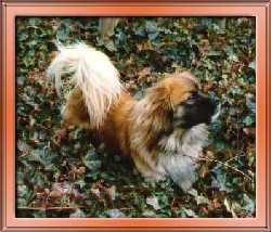 Joschi