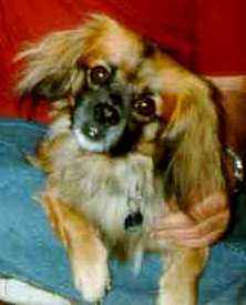 The Little Dog JOSCHI