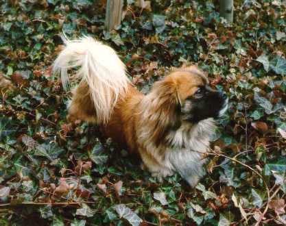 Joschi at the Forest  by Ulrich Leive