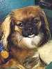 Mokie