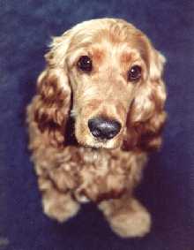 Ollie