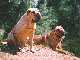 Xina and Nala 2