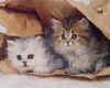 kitten.2.1.jpg (3130 bytes)