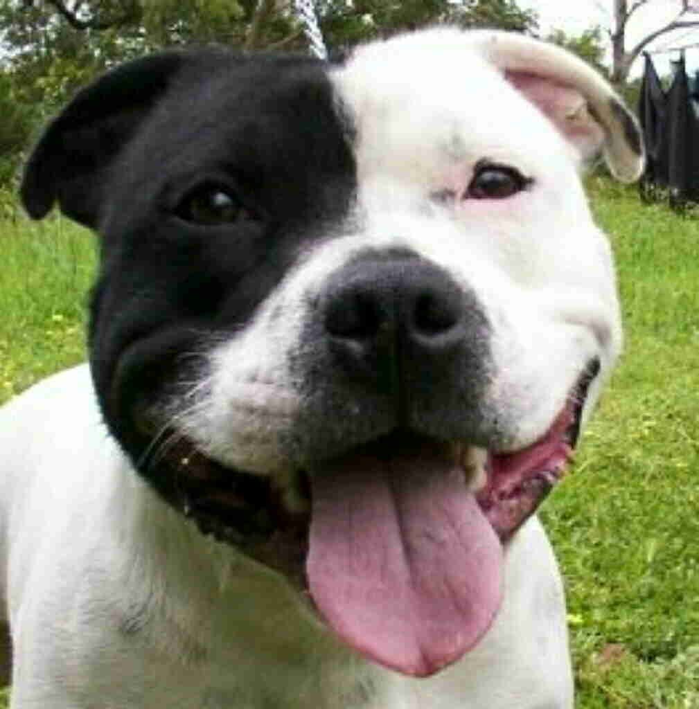 ©Powerpaws Staffordshire Bull Terriers