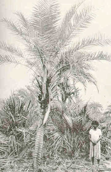 Syagrus coronata
