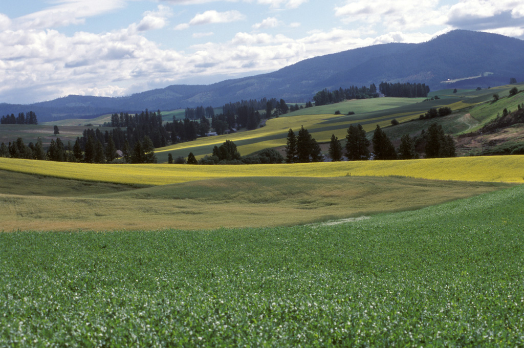 Palouse scenery