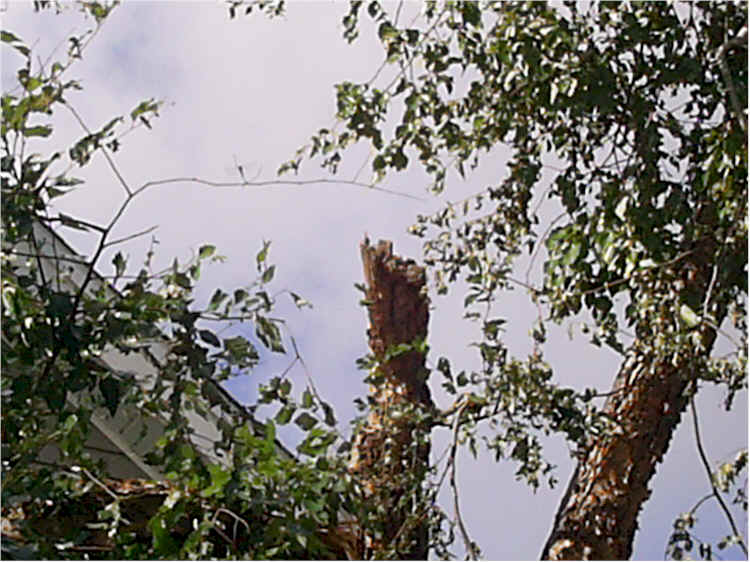 hur-den_snapped-tree01.jpg, 66 KB
