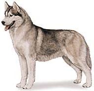 Sledhundo Siberia