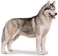 Siberia Sledhundo