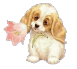 puppy