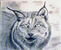 Lynx/charcoal