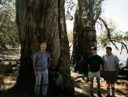 A canoe tree, with Barrie and Nigel Janson, John Fiddes