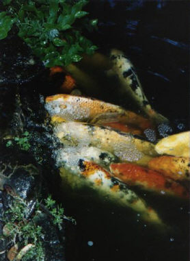 Japanese Koi