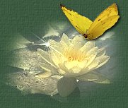 Lotus Icon