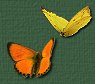 Lotus Icon