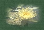 Lotus Icon3