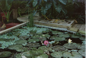 The Bog