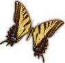 Picture of two-tailed swallowtail butterfly