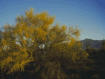 Picture of Palo Verde Tree