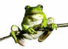 Picture of a tree frog