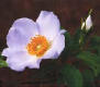 Picture of Cherokee Rose
