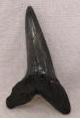 Picture of Sharks Tooth