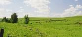 Picture of Tall Grass Prarie