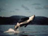 Picture of Orca Whale