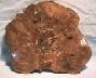 Picture of petrified wood