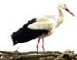 Picture of White Stork