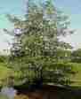 Picture of alder tree