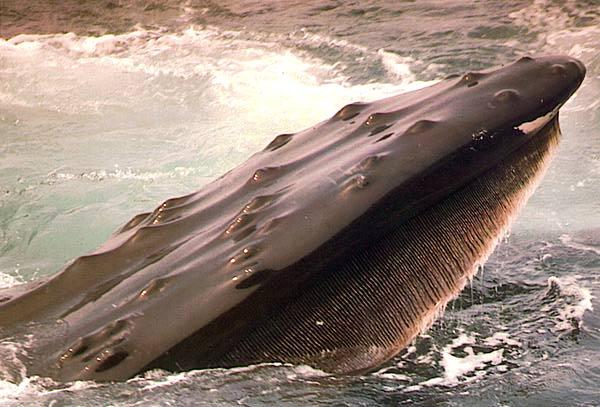 Barbatanas da baleia Jubarte