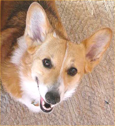 Chewy