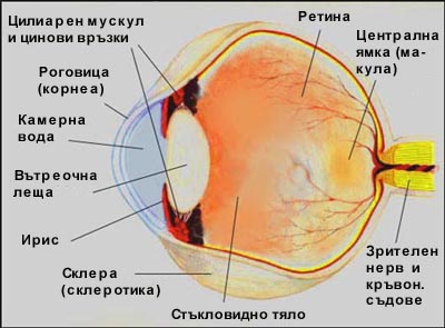 външна обвивка на окото