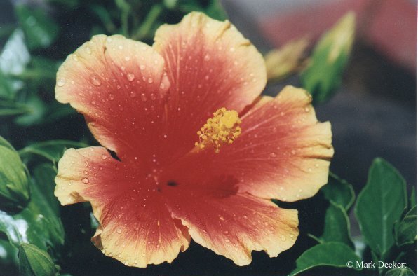 Flower35