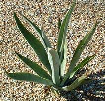 Desert Plants