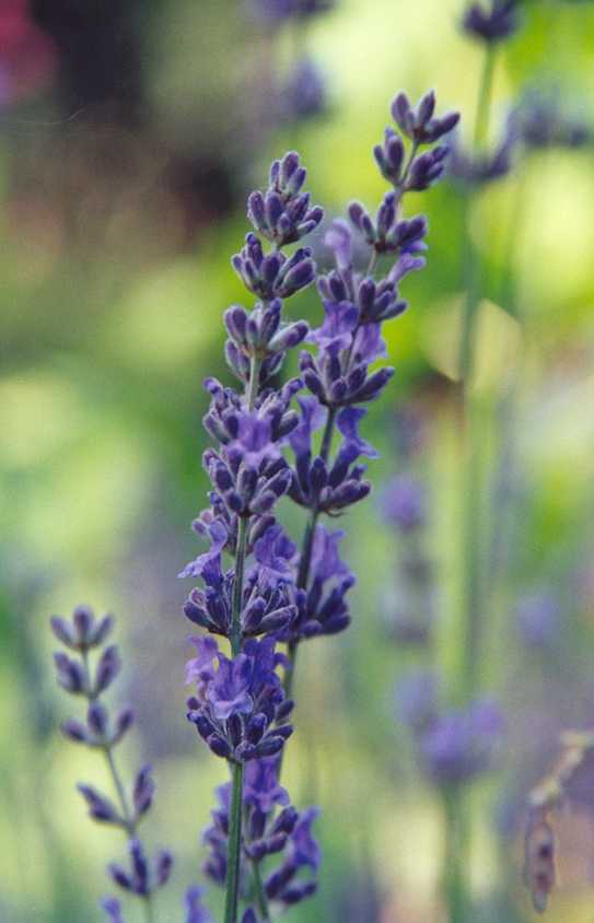  growing lavender