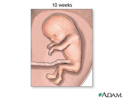 Fetus 10 weeks old